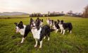 image_11365
