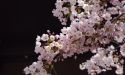 image_13883