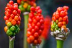 image_11665