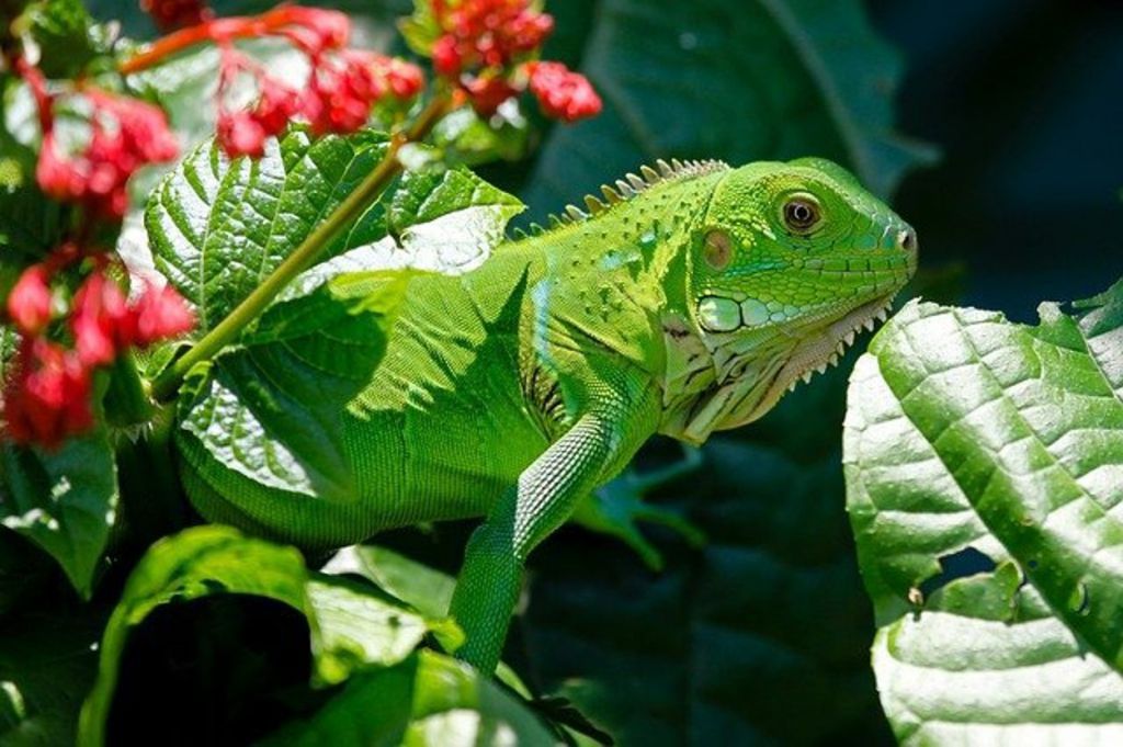 Chov leguána zeleného